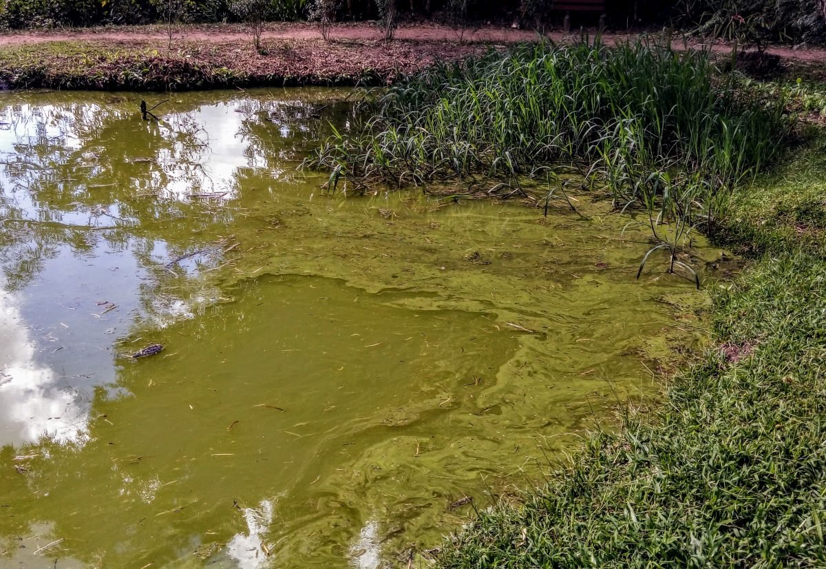 Zoobotânica reúne dados sobre as lagoas do litoral gaúcho