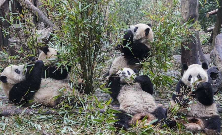 Base de pandas na China reabre com visitações limitadas