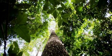 Maior operação ambiental na Amazônia desarticula rede de desmatadores