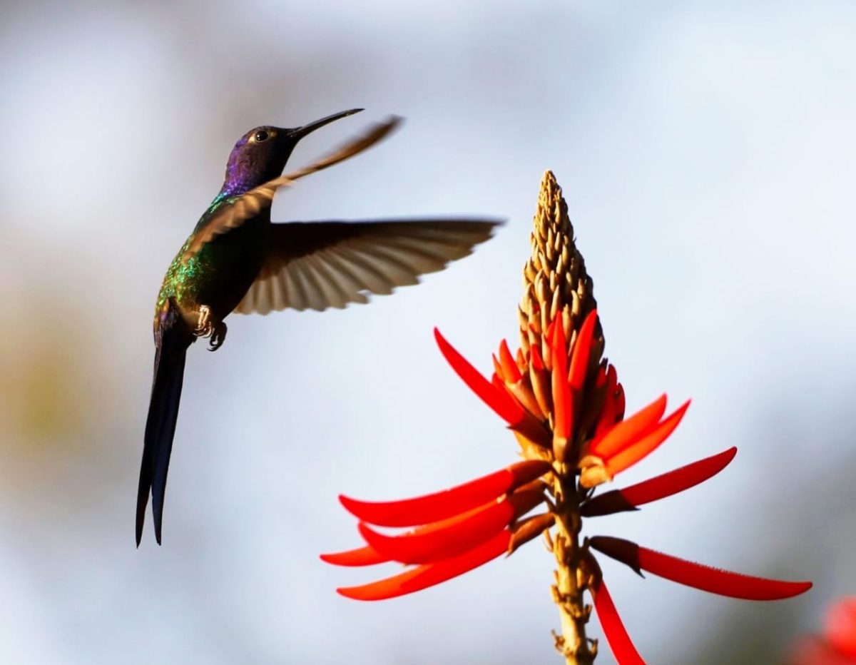 Primeiro registro do beija-flor-tesoura em Porto Alegre