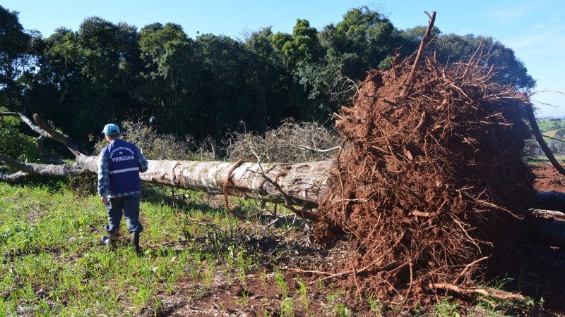 Perícia inédita conclui que 158 hectares desmatados no RS causaram perdas de R$ 16,3 milhões