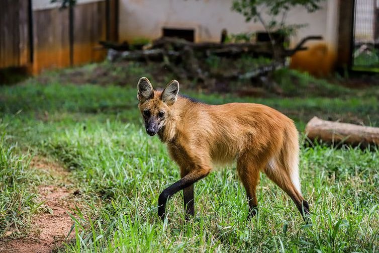 Ameaçado de extinção, lobo-guará é resgatado dentro de barracão em