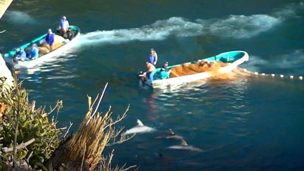 Caçadores de golfinhos usam tortura sonora para encurralar e matar os animais