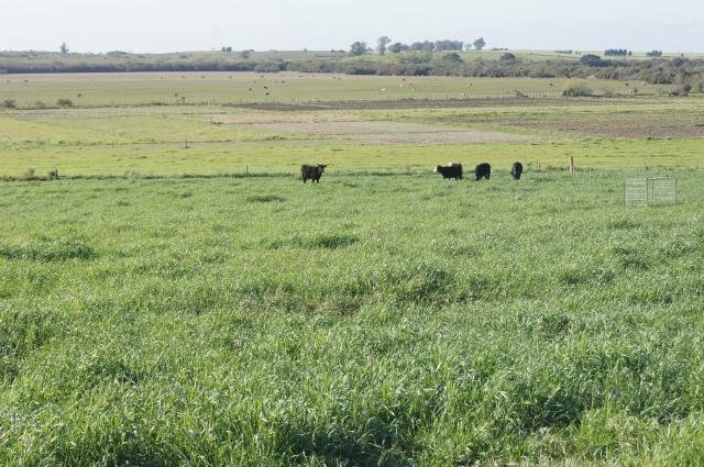 Pesquisa: Pampa Gaúcho absorve gases de efeito estufa mas sofre destruição acelerada