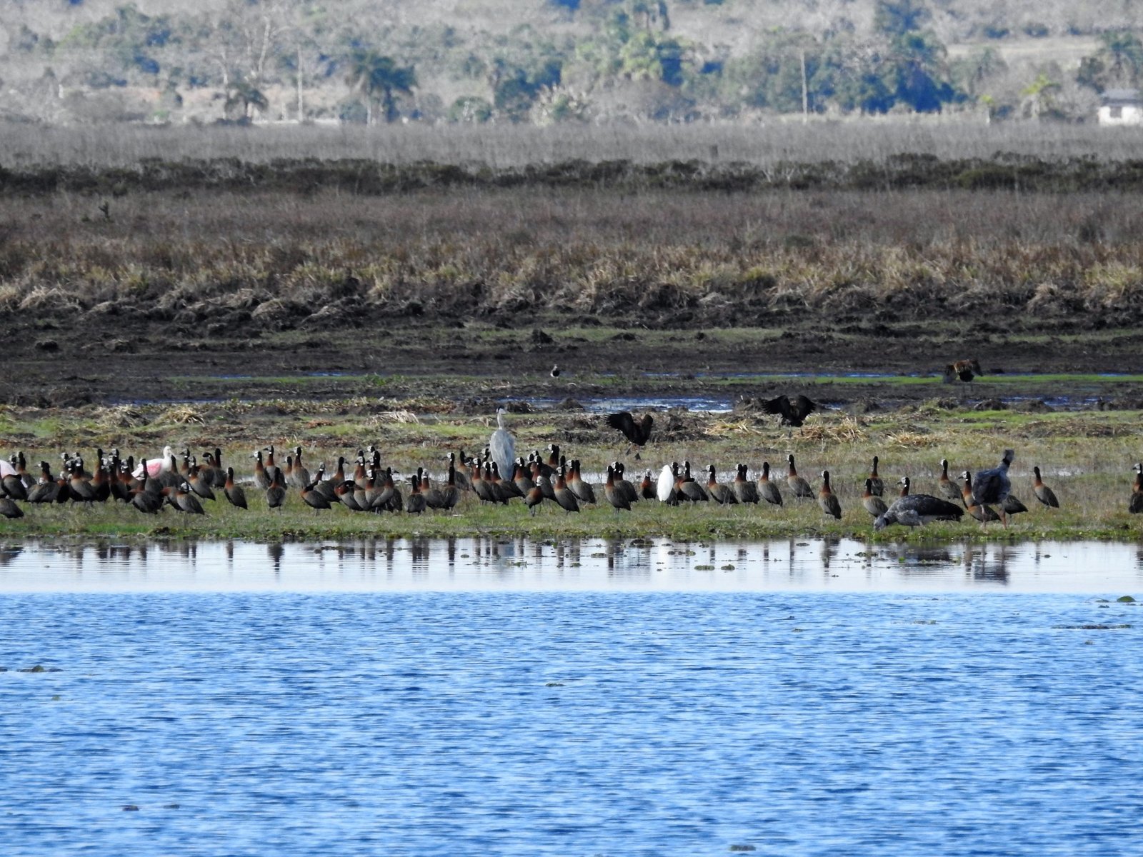 Escassez de água e fogo subterrâneo dificultam combate a incêndio no  Pantanal de MT perto da fronteira com a Bolívia, Mato Grosso