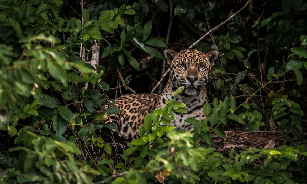 Caso das onças pintadas: Marina pede investigação criminal, Frente Parlamentar quer leis mais rigorosas em defesa dos animais