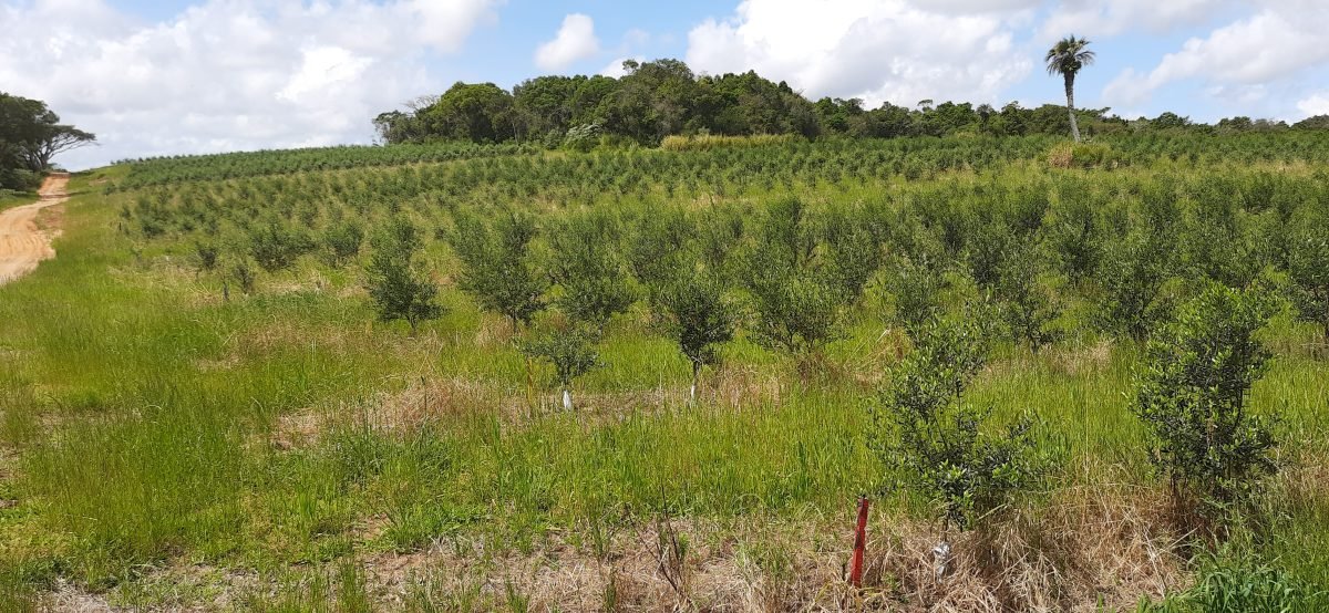 RS é o maior produtor de azeite de oliva do Brasil