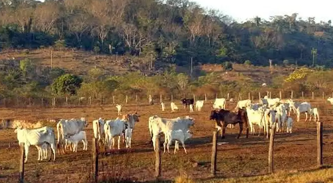 Pecuária é principal causa do desmatamento na Amazônia, diz estudo lançado na Cop28