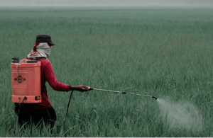 Supremo decide manter a redução de impostos para agrotóxicos