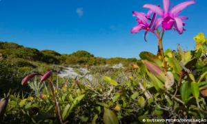 INPE confirma redução do desmatamento em todos os biomas brasileiros