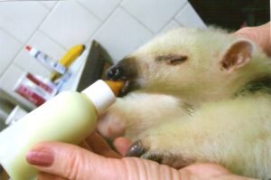 Estado vai voltar a acolher animais silvestres no Zoo