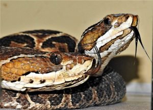 Ambientalistas convocam ato pela reabertura do serpentário da FZB