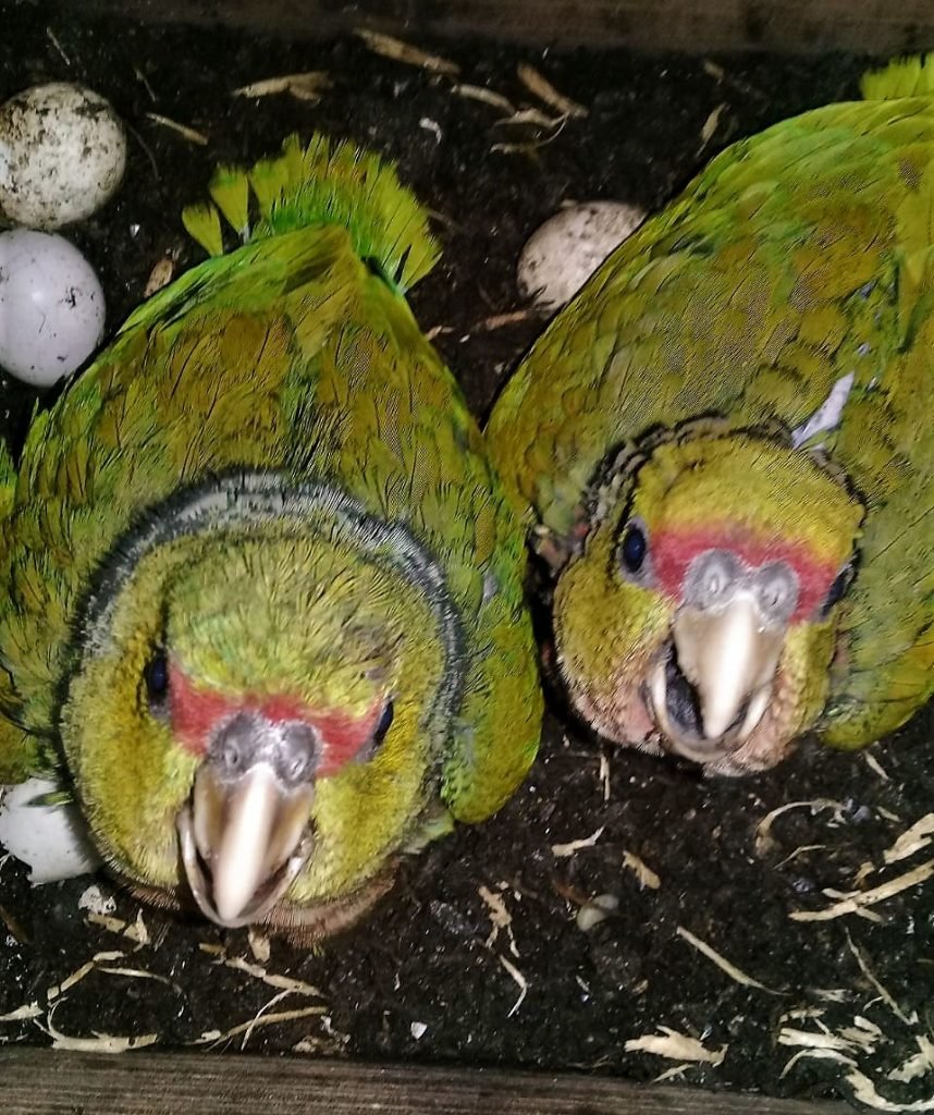 Zoológico registra nascimento de papagaios de espécie ameaçada