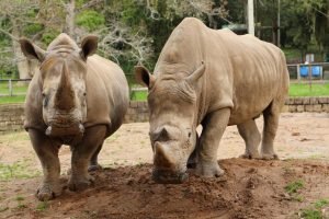 Entidade aponta críticas e sugestões ao plano de concessão do Zoológico