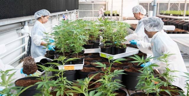 Ação da Defensoria Pública garante canabidiol para adolescente com epilepsia