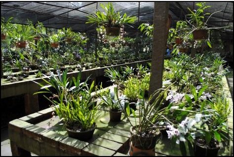 Antigo orquidário da Redenção vai virar “Espaço Gastronômico”