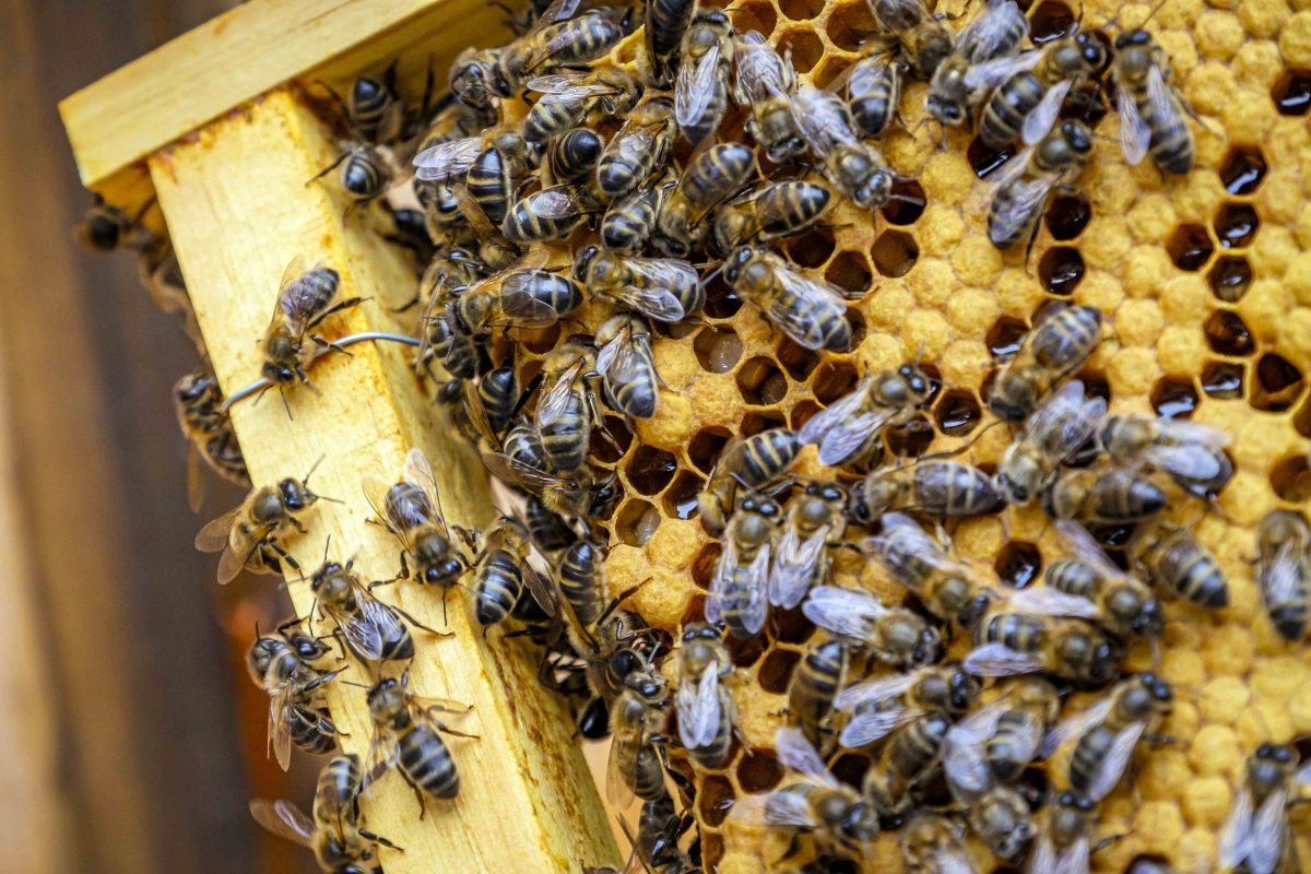 Chapecó será capital brasileira do mel neste fim de semana