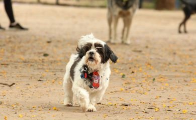 Conselho Federal de Veterinária regulamenta a telemedicina para tratamento de animais