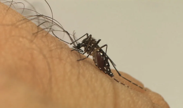 Mosquito da dengue infesta 39 bairros em Porto Alegre; no país, 75% dos municípios registram surtos