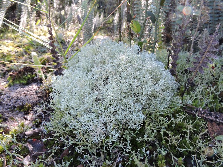 Cladonia confusa