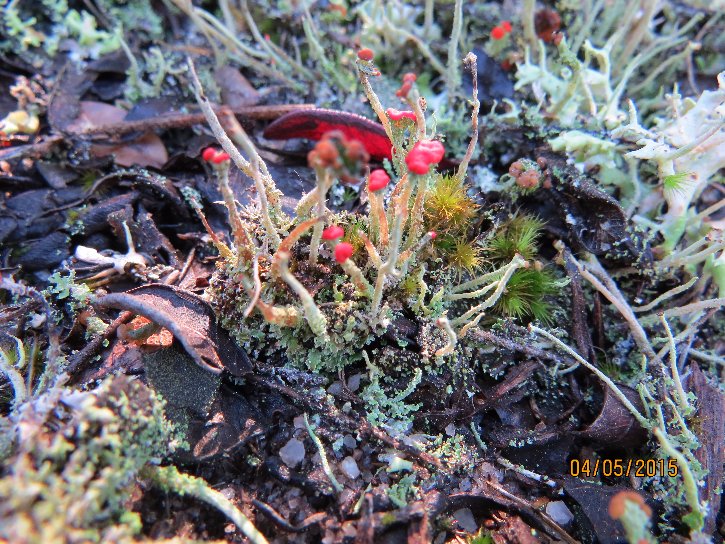 Cladonia didyma