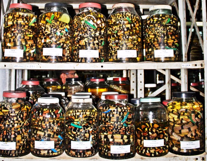 Cobras /Divulgação