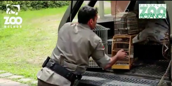 Aves resgatadas pela BM de traficantes são levadas ao zoo