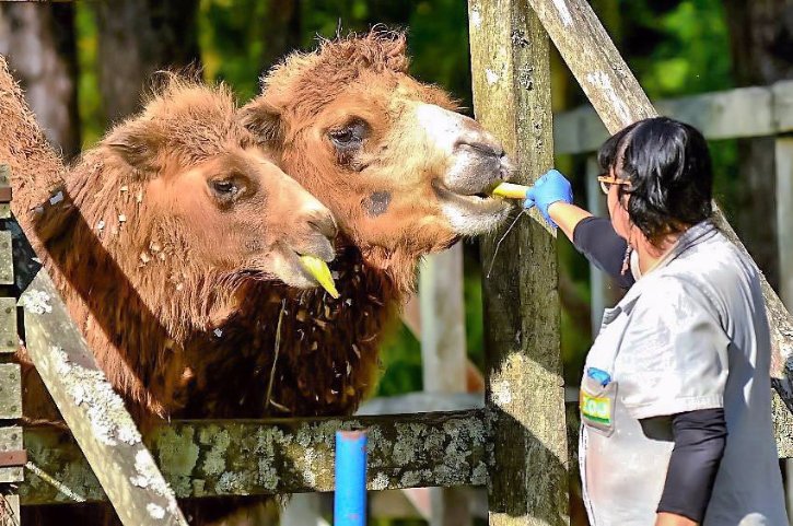 Tratadora Mara Garzão com os camelos/Foto Gerson Ceschin/Divulgação