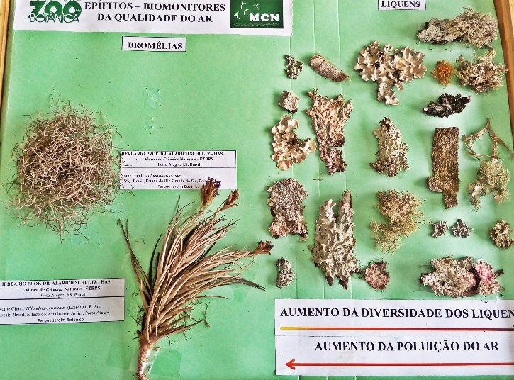 Espécies de bromélias e líquens, biomonitores da qualidade do ar