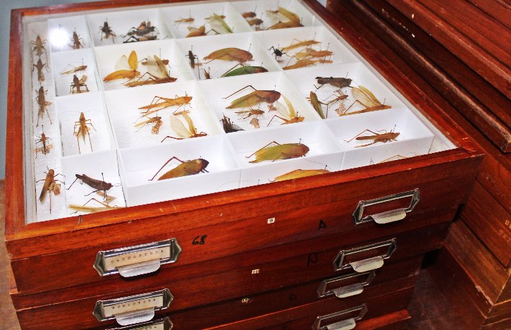 Os grilos da coleção de insetos/Divulgação