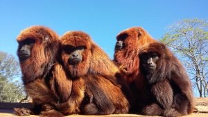 Audiência debate futuro do Zoológico e da área mais cobiçada da RMPA