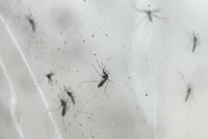 Aquecimento global aumenta risco de expansão da dengue, segundo OMS