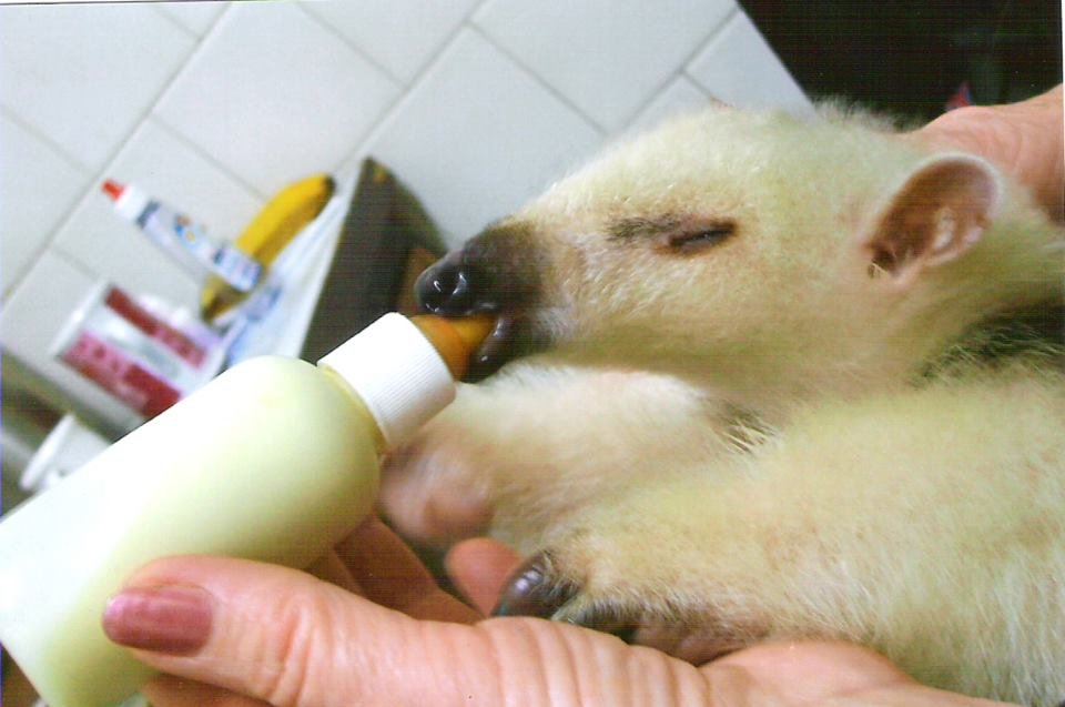 Estado vai voltar a acolher                   animais silvestres no Zoo