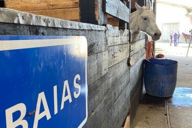 Animais abandonados: EPTC já recolheu mais de 100 cavalos das ruas de Porto Alegre este ano