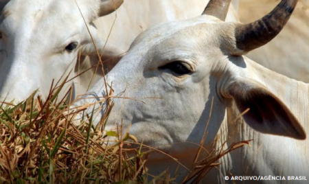 Uso de antibióticos proibidos: Europa suspende compra de carnes do Brasil