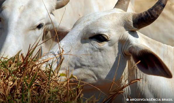 Uso de antibióticos proibidos: Europa suspende compra de carnes do Brasil